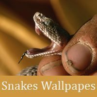 50 High-Quality Snakes Wallpapers